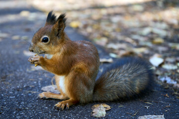Naklejka na ściany i meble Red squirrel eats nuts, outdoor, close-up