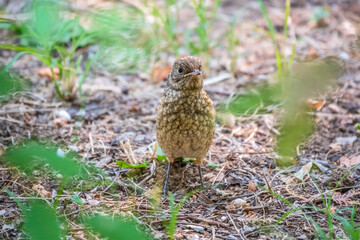 The common redstart, Phoenicurus phoenicurus, young bird, is sitting on a ground against a blurred background.