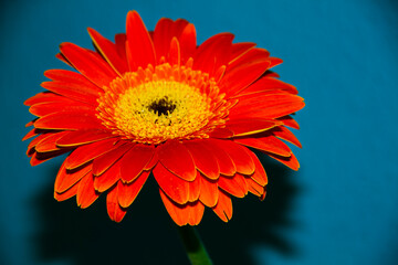 orange flower on blue background. selective focus. copy space