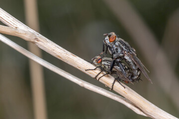 Couple of Sarcophaga sp. flies mating on a twig under the sun