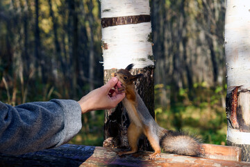 Girl feeding squirrel in autumn park, close-up