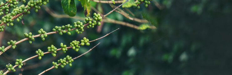 Banner Green coffee bean berry plant fresh raw seed coffee tree growth in eco organic farm....