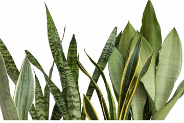 Mix leaves of snakeplants on a white isolated background