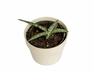 Sansevieria lavranos 1970 in a ceramic pot on white isolated background