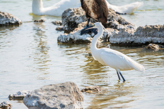 The small white heron or Little egret stands in the lake
