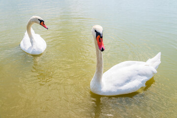 Two Graceful white Swans swimming in the lake, swans in the wild