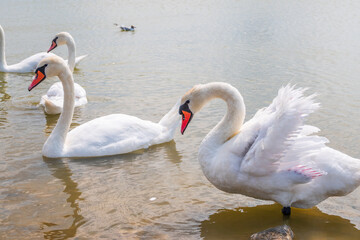 A large flock of graceful white swans swims in the lake., swans in the wild