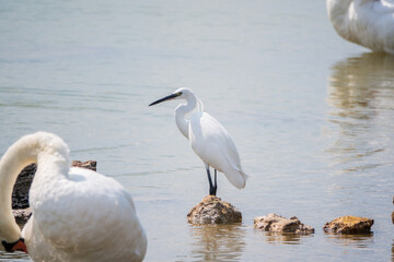 The small white heron or Little egret stands in the lake