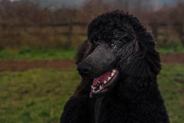 2022-10-05 ADULT BLACK STANDARD POODLE HEAD SHOT LOOKING LEFT IN THE FRAME WITH NICE EYES AND A BLURRY BACKGROUND AT A OFF LEASH PARK