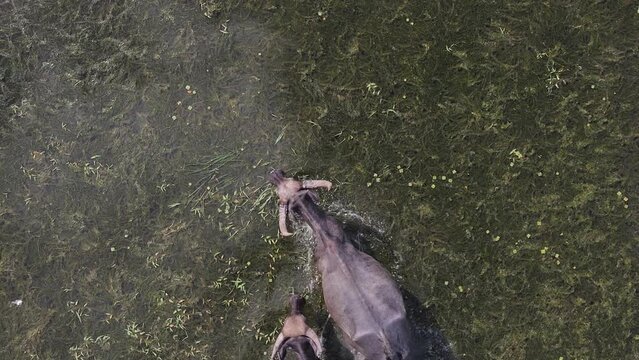 Topdown view Water buffalo herd crossing algae wetlands, creating trail along water plants