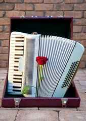 White accordion and a red rose on it in a case, musical instrument, close-up