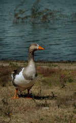 Pato en el lago