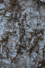 Abandoned wall with dead roots close up vintage village background high quality big size print