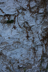 Abandoned wall with dead roots close up vintage village background high quality big size print