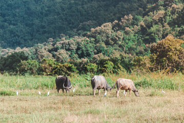Obraz premium Thai buffalo eat grass in a wide field ,Horned buffalo, In nature at northern thailand.