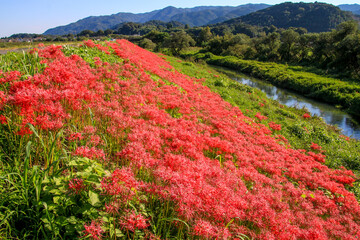 津屋川堤防の彼岸花