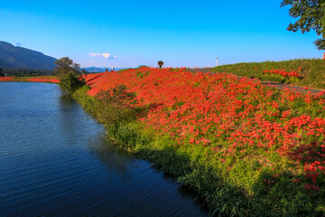 津屋川堤防の彼岸花