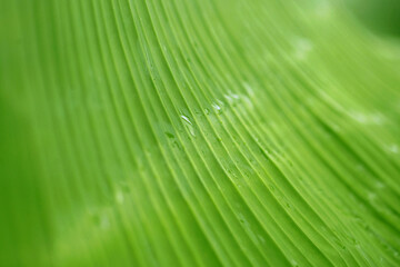 Banana Leaves Tropical forest trees texture background wallpaper, Soft blur