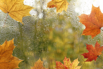 view from wet window pane with sticky maple leaves. morning after autumn rain