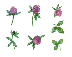 set of gouache elements - clover flowers and leaves on a white background.