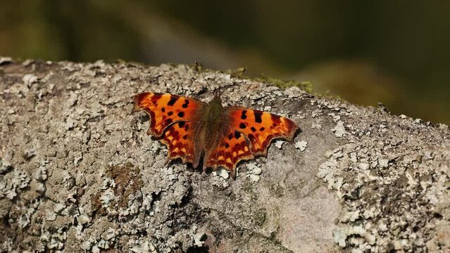 close up of a comma butterfly resting on a branch