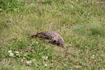 northern flicker on the ground