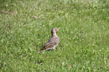 northern flicker looking around