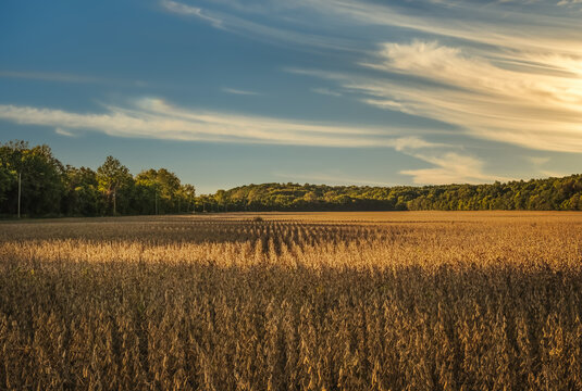Midwestern landscape with soybean field and edged by forest; interesting sky in background
