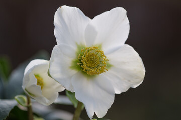 close-up of a blooming white christmas rose