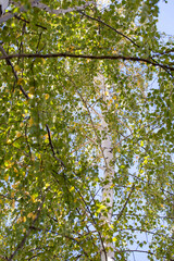 view of the birch from bottom to top, branches and trunk of the birch tree