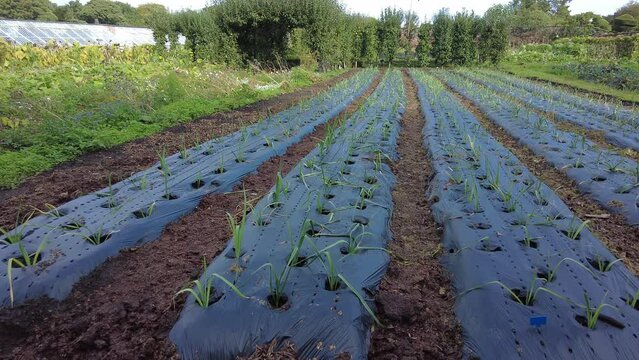 rows of vegetables in a uk garden