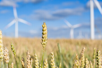 wheat field and wind turbine