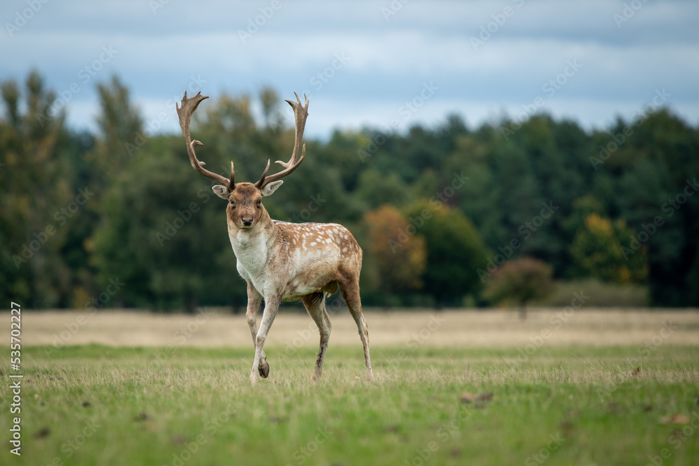 Poster A close up portrait of a fallow deer buck as it stands in a field with a natural background and is looking at the camera