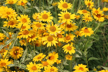 yellow flowers in the garden