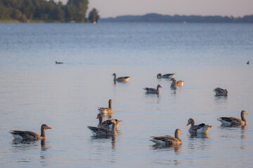 A group of greylag geese swimming in a lake in the late evening sun