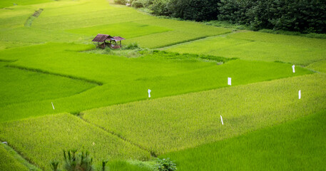 Aerial view of rice fields, drone shot photo of agricultural fields, sky and agriculture,Landscape photo, Aerial view top angle beautiful scenery natural