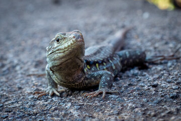 lizard