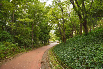 木々に囲まれた歩道