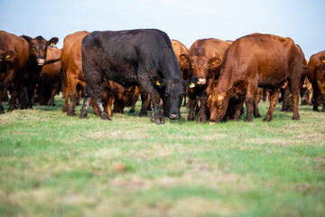 Cow eating grass on meadow. Healthy nourishment of domestic animals.