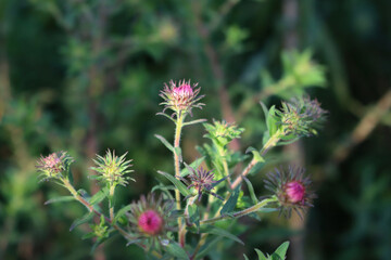 Close -up of Angel's Trumpet green blossom. Brugmansia plant in bloom on summer