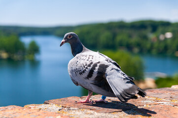 Pigeon, Lagow lake, jezioro łagowskie. Lagow, Lubusz Voivodeship, Poland