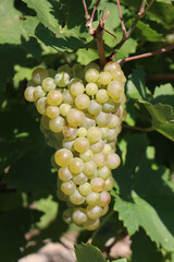 Close-up of ripe white grapes called Glera used to make Prosecco ready to harvest in the italian vineyard on a sunny day