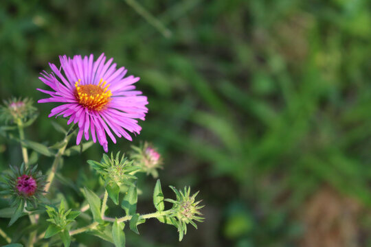 Close-up of single purple Aster flower on a green background with copy space.  Aster dumosus