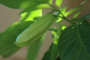 Close -up of Angel's Trumpet green blossom. Brugmansia plant in bloom on summer
