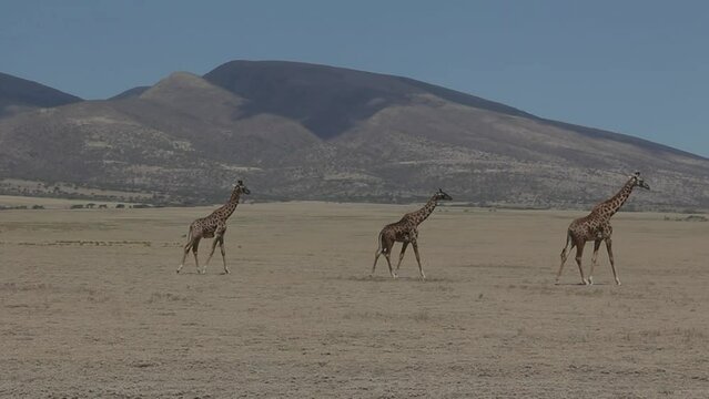 Giraffes walking across dry steppe