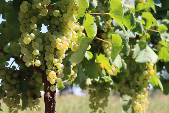 Close-up of ripe white grapes called Glera used to make Prosecco against sunlight ready to harvest in the italian vineyard 