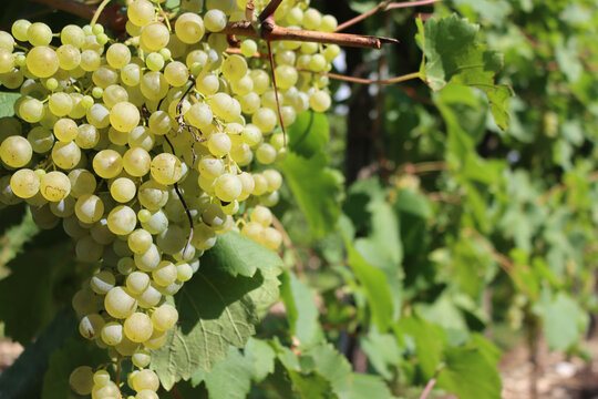 Close-up of ripe white grapes called Glera used to make Prosecco ready to harvest in the italian vineyard on a sunny day