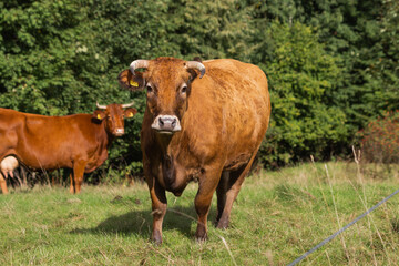 Naklejka na ściany i meble Adult bull with yellow markings on ears and big horns looking at the camera. Portrait of red angus bull. Farming concept