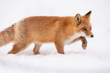 雪の中を歩くキタキツネ