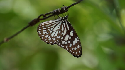 butterfly on string